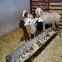 بره|حیوانات مزرعه|شباب, |دیوار