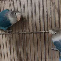 طوطی برزیلی