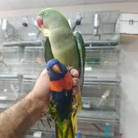 قناری عروس هلندی لوری راهب گرینچیک شاه طوطی