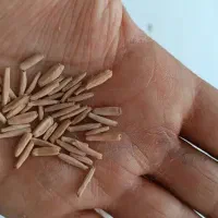 بذر بنسای آدونیوم