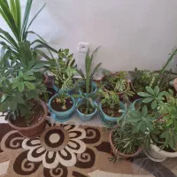 گل وگیاه طبیعی|گل و گیاه طبیعی|یاسوج, |دیوار