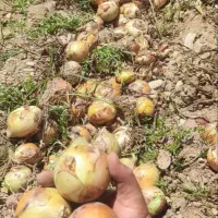 عمده|خوردنی و آشامیدنی|حسین آباد, |دیوار