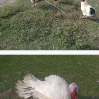 بوقلمون ارگانیک و خروس محلی