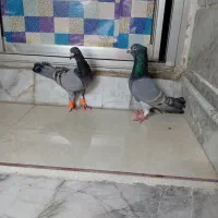 کفتر|پرنده|مشهد, آیت الله کاشانی|دیوار