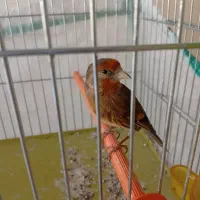 سهره قناری دهن لر