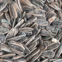 تخمه عمده خوی