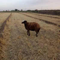 میش|حیوانات مزرعه|فیروز, |دیوار
