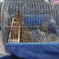 چنتا سهره دورگ دشتکی به شرط