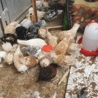 نیمچه سلطان ، لهستانی