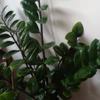 گلهای سرحال وپرریشه/زامیفولیادرسایزهای مختلف