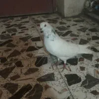 کبوتر شیخ نر مست