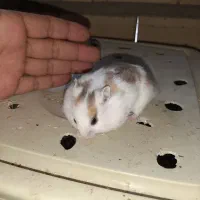 همستر|موش و خرگوش|یاسوج, |دیوار