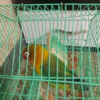 طوطی برزیلی