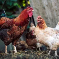 مرغ و خروس سفیدو مشکی برای قربانی