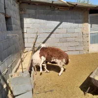 شیشک پلنگی|حیوانات مزرعه|پادنا علیا, |دیوار