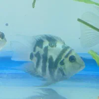 ماهی سچیلاید بلو آکارا و پرت پلار|ماهی|تبریز, |دیوار