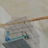 سهره کت بازکن مسابقهای|پرنده|سنندج, |دیوار