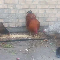 فروش مرغ و خروس|پرنده|نجفآباد, فیروزآباد|دیوار