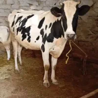 گاو جوان|حیوانات مزرعه|سردرود, |دیوار