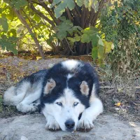 سگ هاسکی|سگ|گنبد کاووس, |دیوار