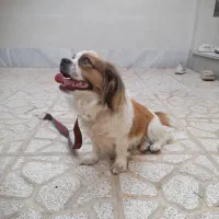 سگ پاکوتاه