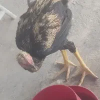 خروس لاری صابونی اصل افغان 5ماهه|حیوانات مزرعه|قم, پردیسان|دیوار