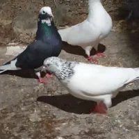 کبوتر یاکفتر|پرنده|رشت, حافظ آباد|دیوار