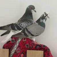 فروش دمب سفیده پلاکی