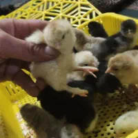 جوجه برهما|حیوانات مزرعه|خمینی‌شهر, |دیوار