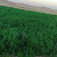 یونجه خشک شده بیده