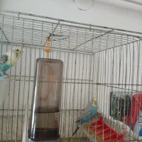 مرغ عشق نر و ماده|پرنده|سنندج, |دیوار