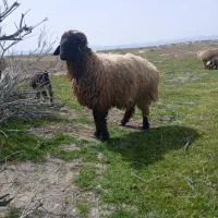 قوچ|حیوانات مزرعه|مرودشت, رامجرد یک|دیوار