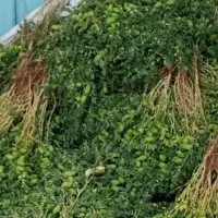 نخودسبزکرمانشاه کره روغن گوسفندداخل مشک عسل رب انا