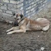 سرابی|سگ|زنجان, |دیوار