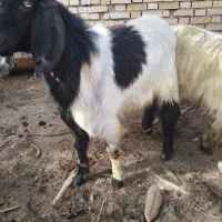 نر بز و بز دوقلوزا