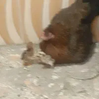 ماده مرغ با ۳تا جوجه