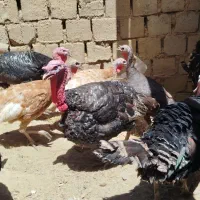 بوقلمون خرت دوسال وسه سال نروماده روستای کوسته