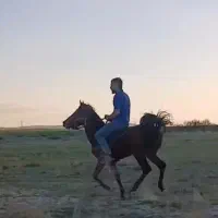 اسب|اسب و تجهیزات اسبسواری|همدان, |دیوار