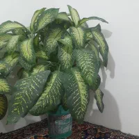 این گل زیبا طبیعی ب فروش میرسد|گل و گیاه طبیعی|مریوان, |دیوار