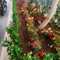 خدمات باغبانی تمام نقاط تهران گل کاری هرس خاکگلدان