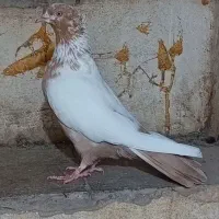 کفتر ماده سینه زرد