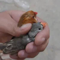 فنچ  اورنج  و کرواتی سیلور