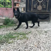 ژرمن بلک ماده اصیل