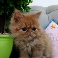 گربه پرشین|گربه|رشت, صفاری|دیوار