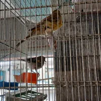 قناری نرو ماده و سهره و قناری