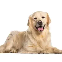 سگ پیدا شده