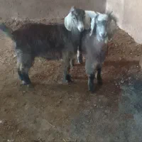 بزغاله چاق|حیوانات مزرعه|ثمرین, |دیوار