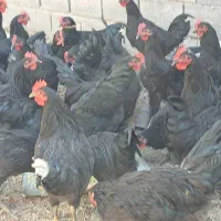خروس جوان ۷۰۰