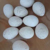 تخم بوقلمون نطفه دار