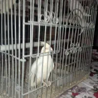 طوطی عروس هلندی مولد با جوجه